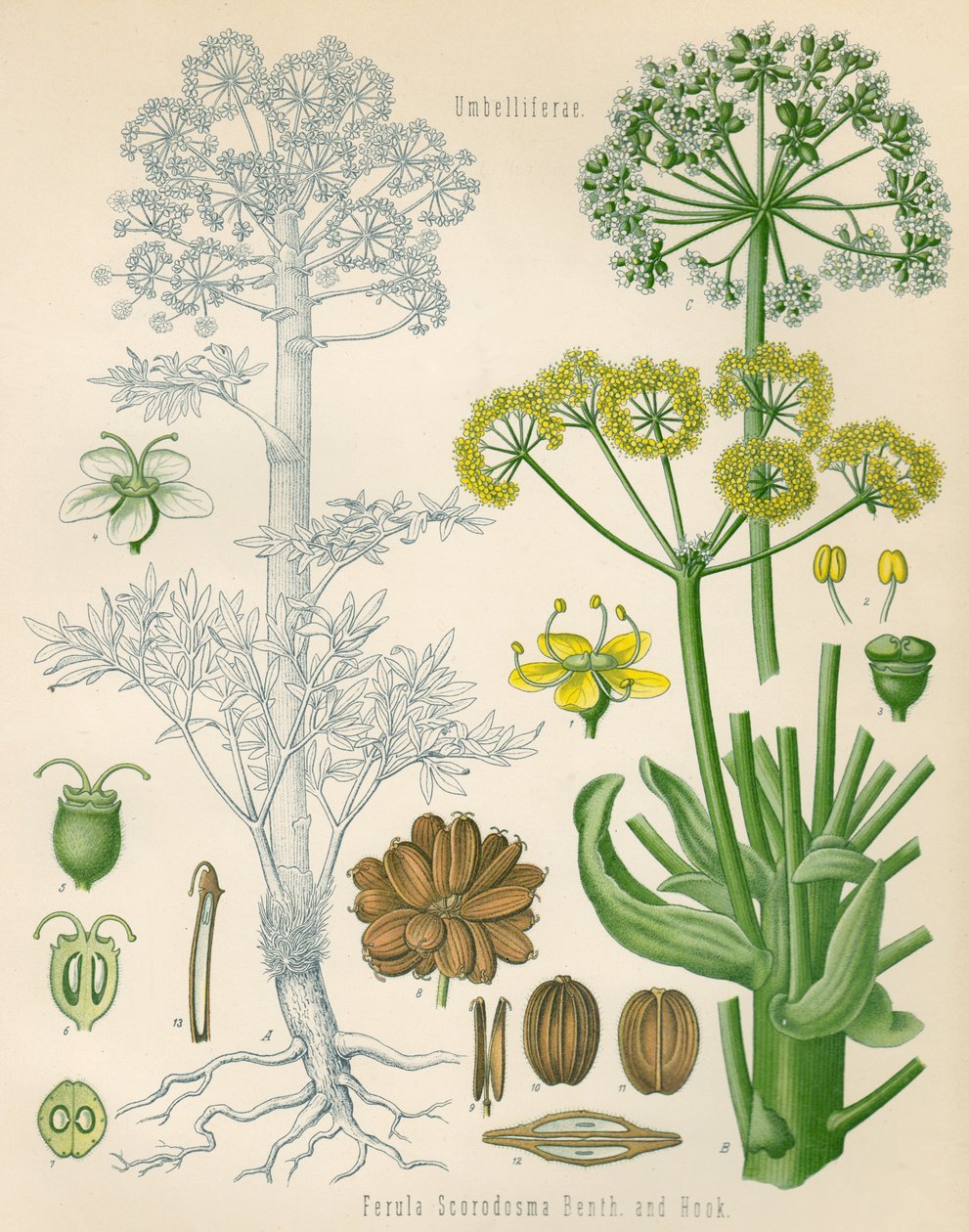 رسم توضيحي لـ Ferula assa-foetida بواسطة غير معروف