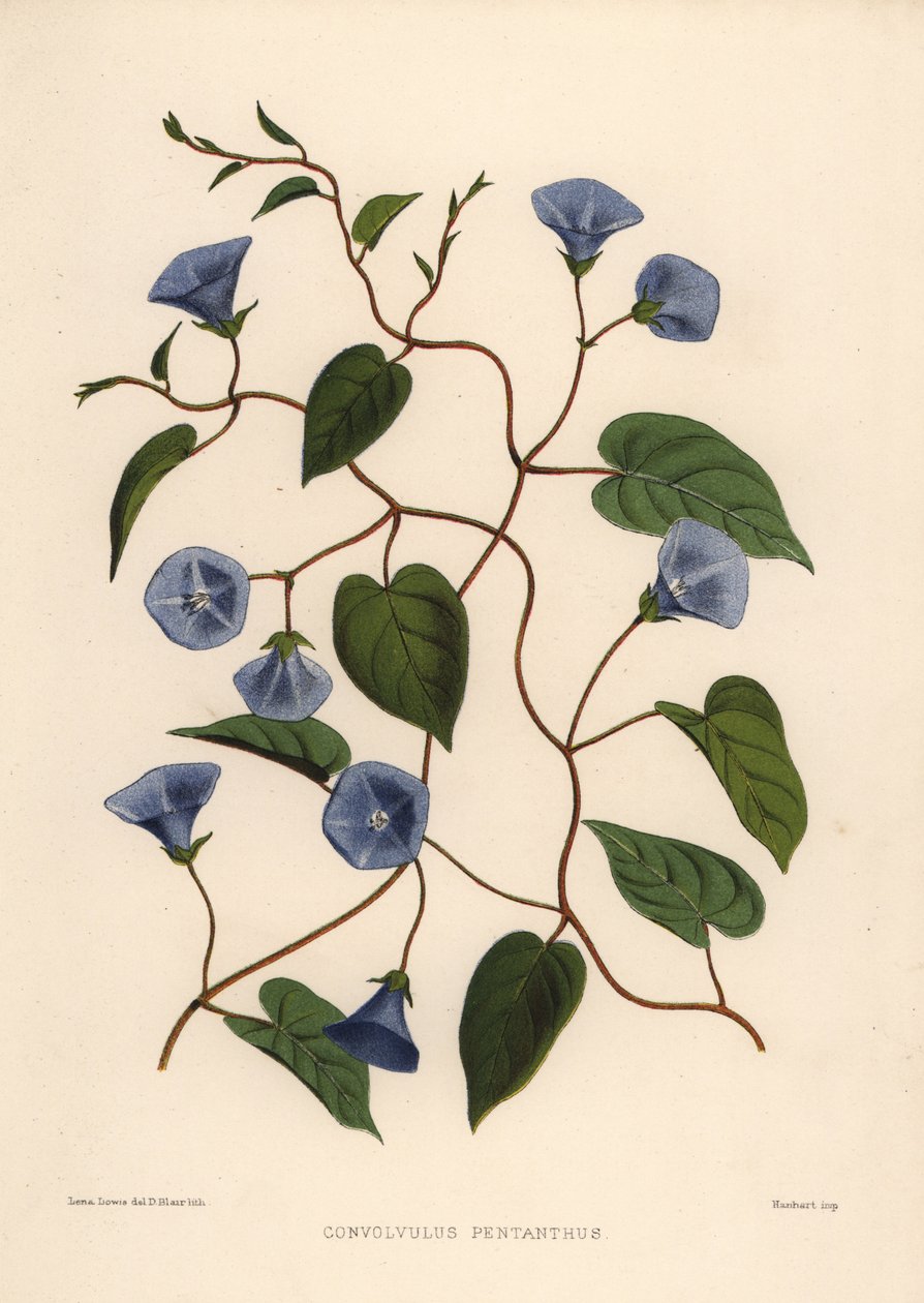 Clustervine، Jacquemontia pentanthos (Convolvulus pentanthus) بواسطة غير معروف