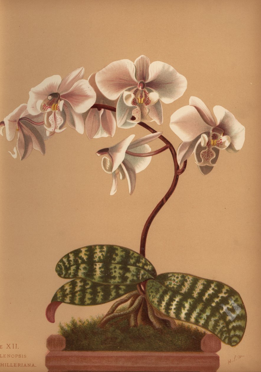 فالاينوبسيس شيليريانا (Phalenopsis schilleriana) بواسطة غير معروف