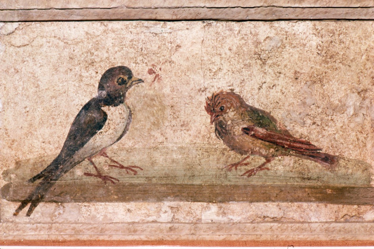 Swallow and Sparrow ، لوحة جدارية رومانية من Boscoreale بالقرب من بومبي ، القرن الأول بواسطة غير معروف