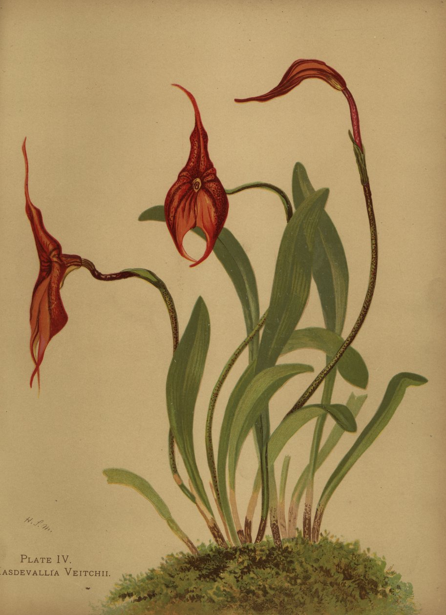 Veitchs masdevallia أو ملك masdevallias ، Masdevallia veitchiana بواسطة غير معروف