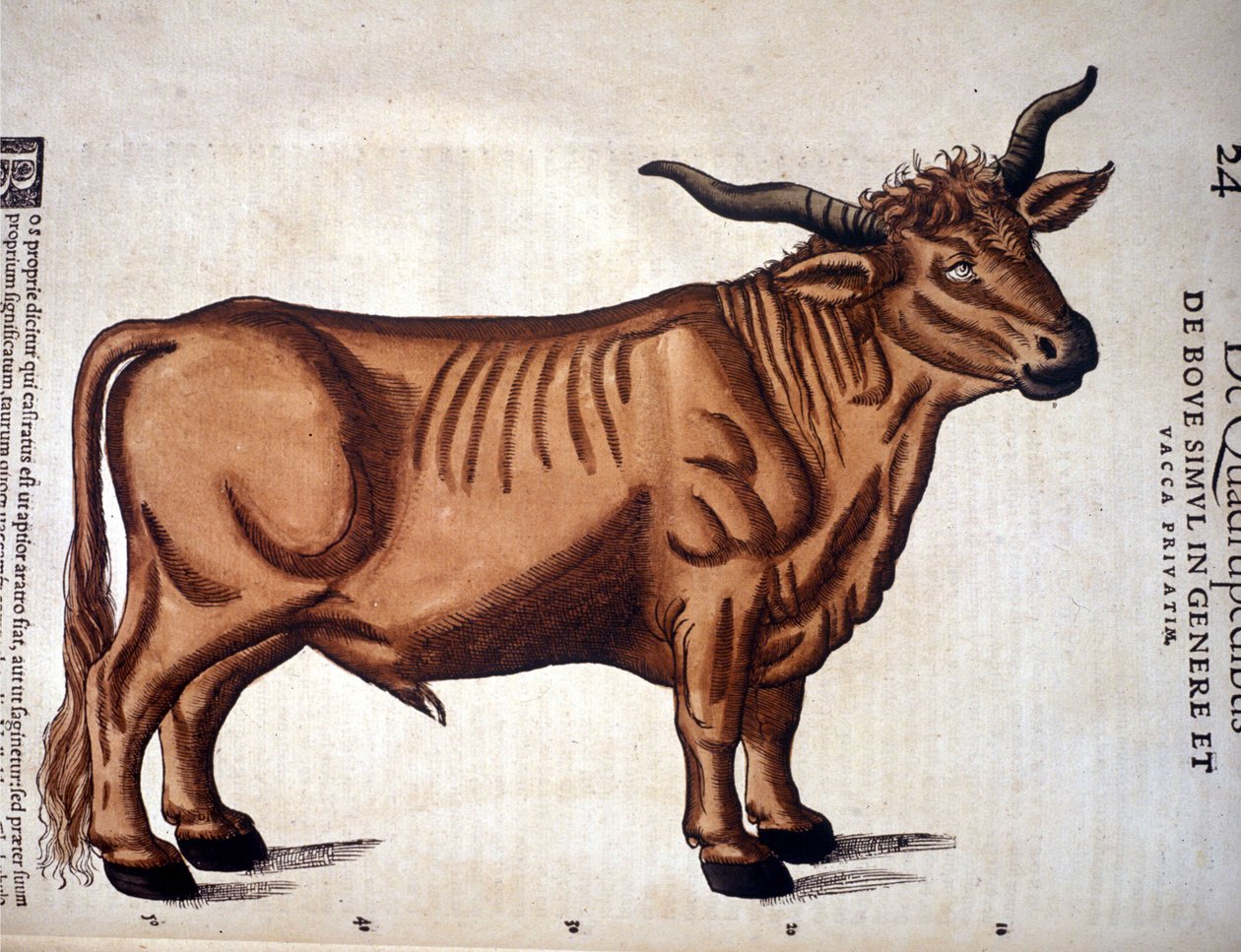 حيوانات من لحم البقر من تاريخ كونراد جيسنر ، زيورخ 1560. الموقع Nazionale Braidense. ميلان بواسطة فنان غير معروف
