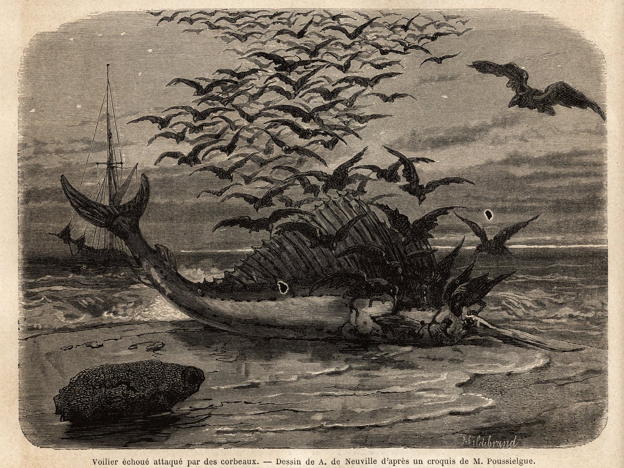 A cosmopolitan sailboat, the fastest fish in the world, thanks to its sail-shaped fin on its back, faulted on the shore and attacked by crows. Engraving to illustrate the story Quatre mois en Florida, by M. Pousselgue, in 1851-1852, published in “” le tour بواسطة فنان غير معروف