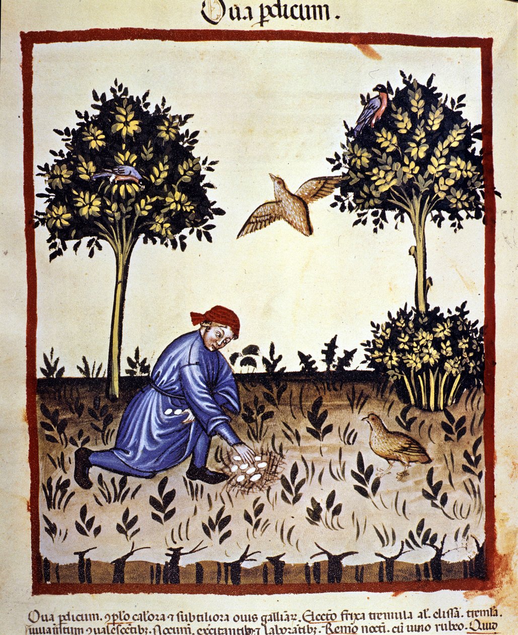 رجل يقطف البيض من عش الحجل. الإضاءة من حلب الأدوية وعلم التغذية "" Tacuinum sanitatis "" بواسطة فنان غير معروف