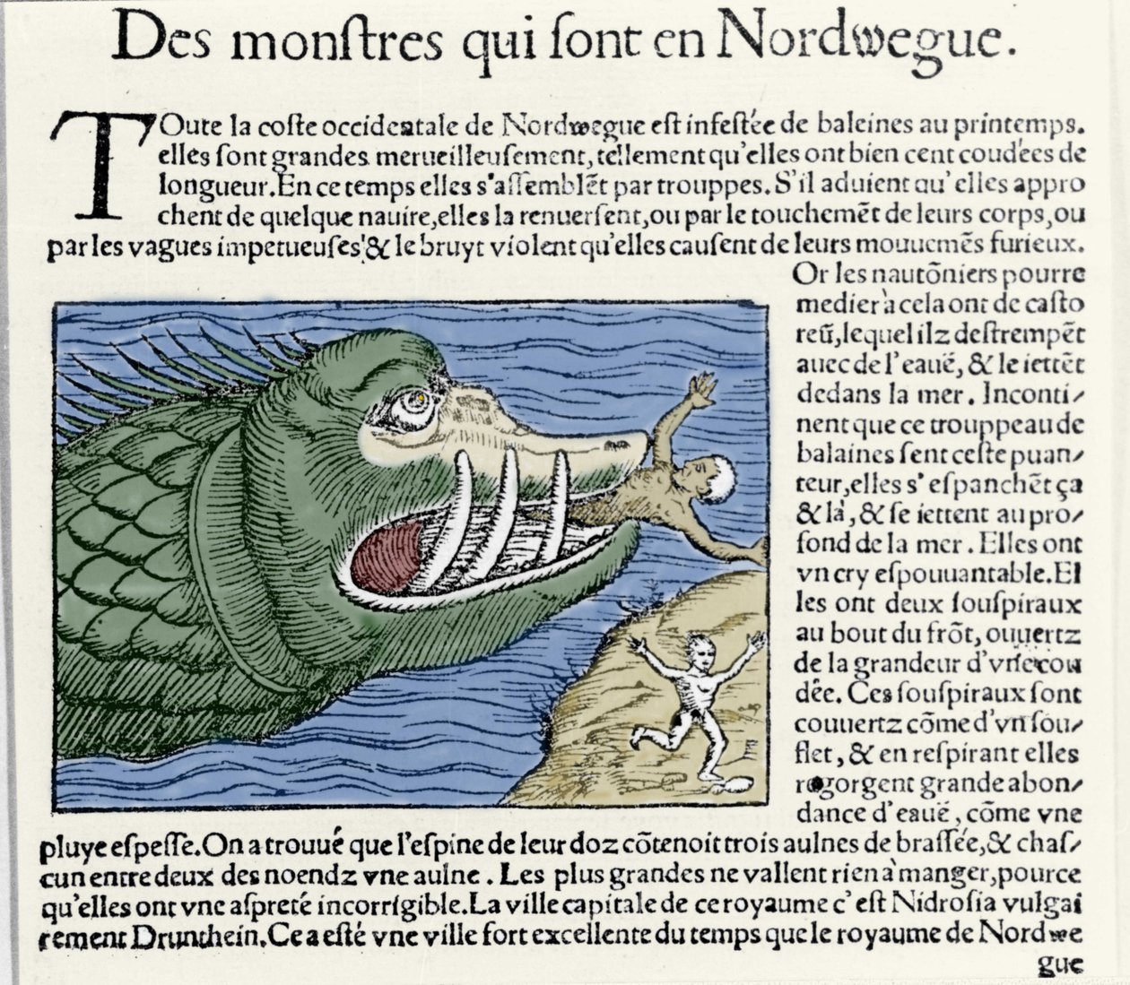وحش بحري يتفوق على سباح بالقرب من ساحل النرويج. نقش بواسطة Olaus Magnus (1490 - 1557) ، عالم ديني وجغرافي سويدي ، "Historia de Gentis Septentrionalibus" ، البندقية بواسطة فنان غير معروف