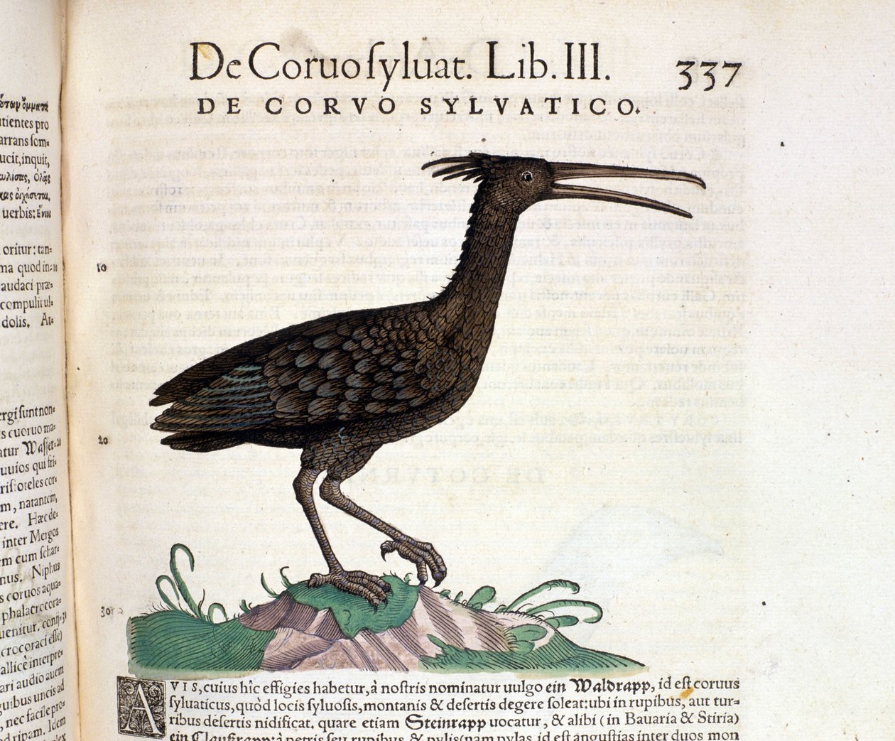 غراب الحيوانات البرية من تاريخ كونراد جيسنر ، زيورخ 1560. الموقع Nazionale Braidense. ميلان بواسطة فنان غير معروف
