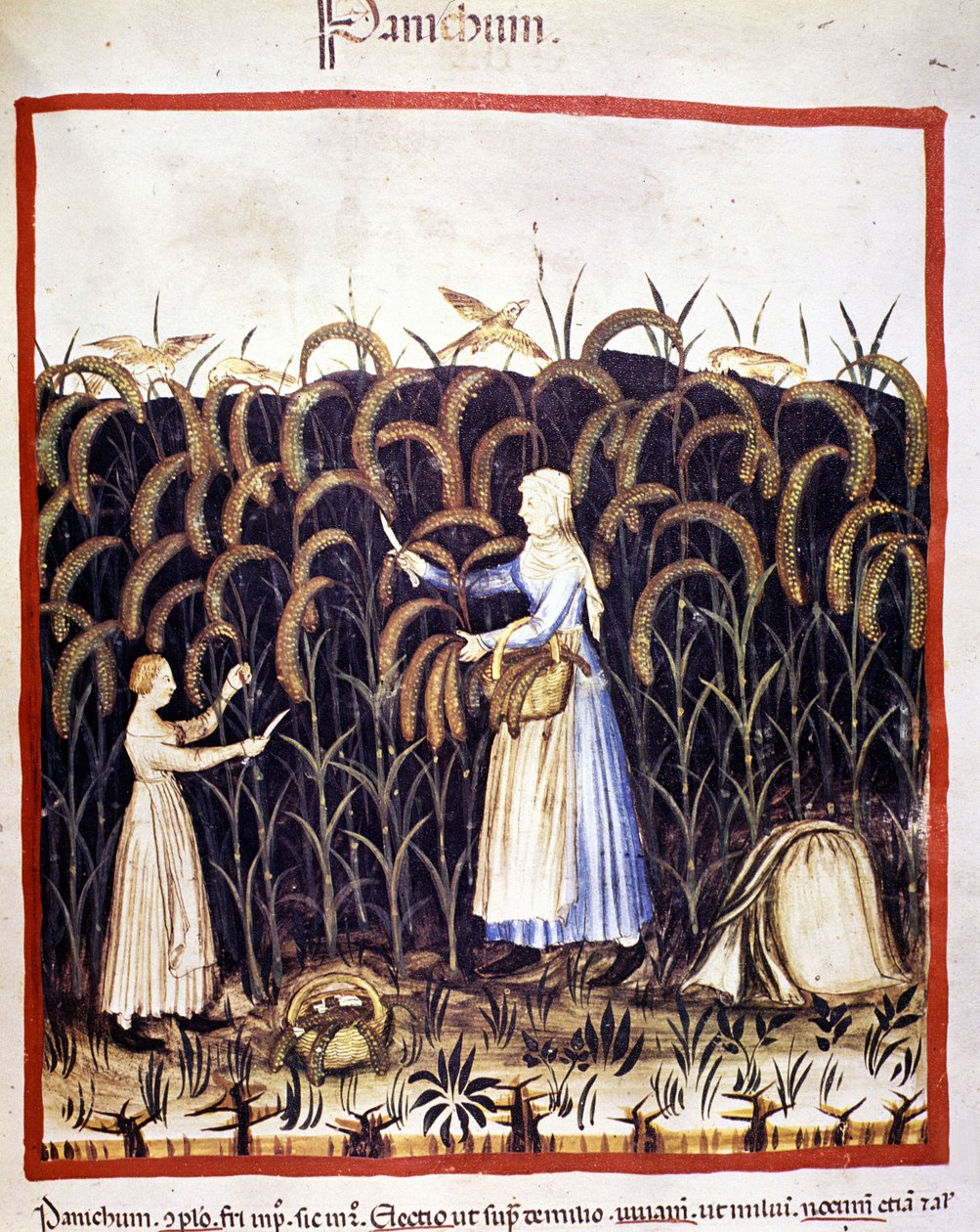 زراعة. إعادة الذعر (الحبوب). الإضاءة من حلب الأدوية وعلم التغذية "" Tacuinum sanitatis "" بواسطة فنان غير معروف