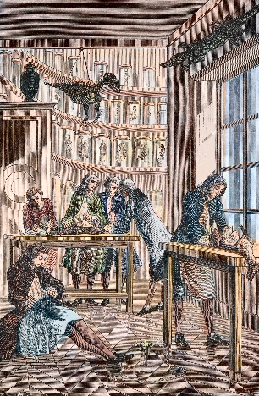 ألبريشت فون هالر (ألبرت دي هالر) (1708-1777) في مختبره برن في سويسرا - مختبر الطبيب السويسري ألبريشت فون هالر (1708-1777) في برن بواسطة فنان غير معروف