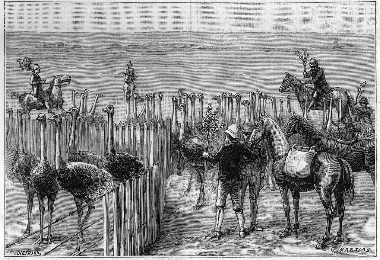 حديقة نعام في أبراج هيترتون بجنوب إفريقيا عام 1895. بواسطة فنان غير معروف