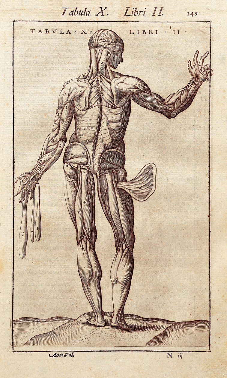 لوح تشريحي يمثل رجلاً على ظهره. نقش في "Anatomia Corporis Humani" لخوان فالفيردي دي أموسكو (1525-1588). برشلونة. مكتبة كاتالونيا (مكتبة كاتالونيا الوطنية ، برشلونة). بواسطة فنان غير معروف
