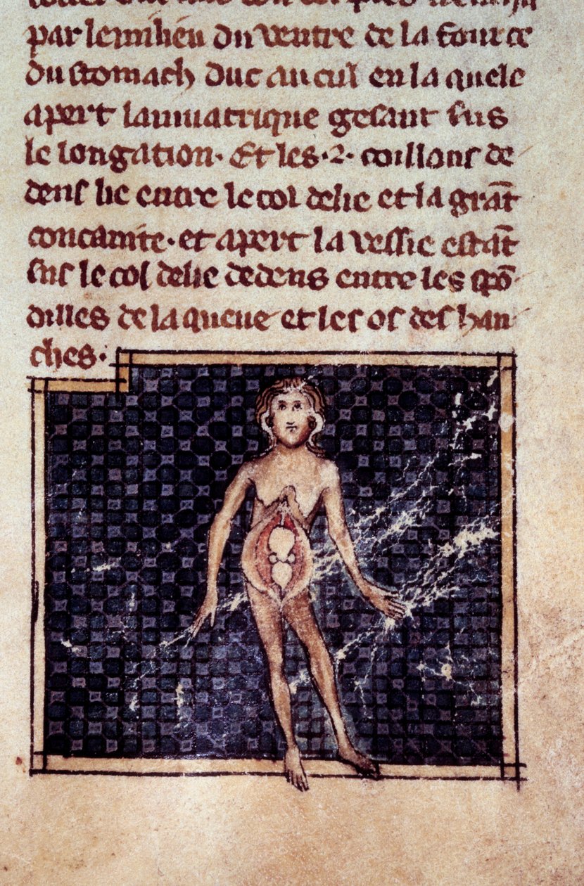 الأشكال التشريحية: قشور للذكور والإناث ، بطن مفتوح ، تظهر الكليتين ، المثانة ، الأعضاء التناسلية: تفاصيل المرأة. صورة مصغرة من مخطوطة "الجراحة" (الورقة 29) كتبها هنري دي موندفيل (جراح أستاذ التشريح فيليب لو بيل) بواسطة فنان غير معروف