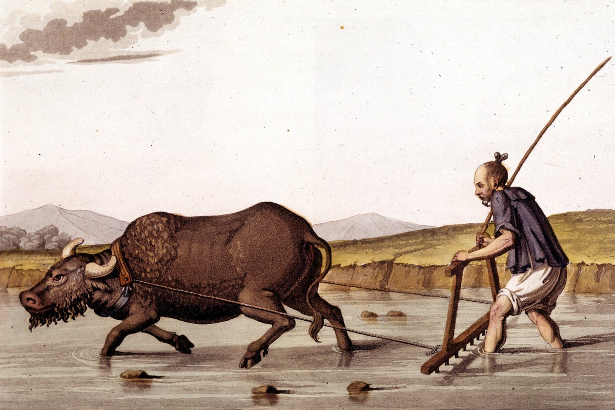 بعيدًا عن حرث حقول الأرز بالثور - بالزي القديم والحديث بقلم J. Ferrario ، محرر. ميلان بواسطة فنان غير معروف