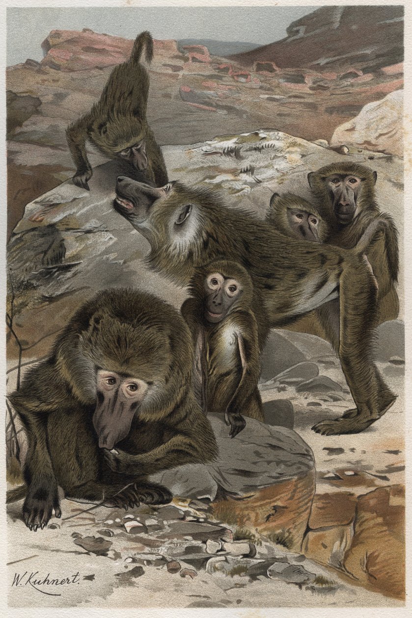 البابون - البابون (Cercopithecinae) - نقش من "" حياة بريهم للحيوانات "لألفريد إدموند بريهم (1829-1884) بواسطة فنان غير معروف