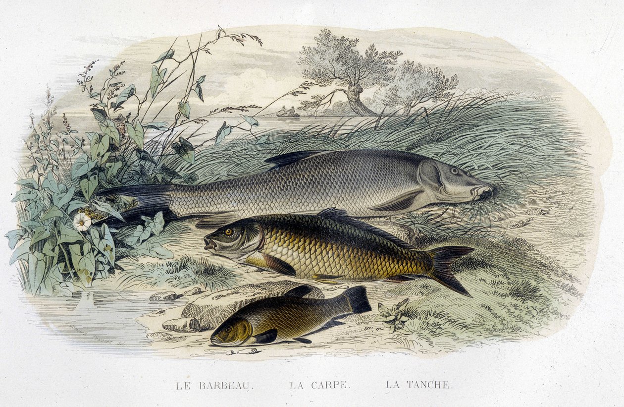 Barbeau، carpe et tenche - in "" التاريخ الطبيعي "بقلم Lacépède، T.II، ed. Furne et Cie ، باريس بواسطة فنان غير معروف