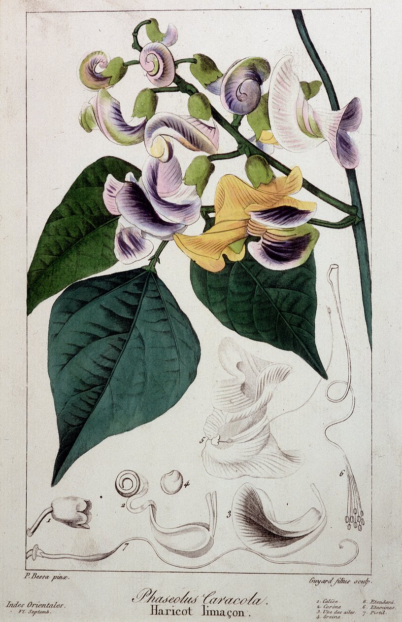 سبيكة الفاصوليا (phaseolus caracola) ، لوح نباتي بواسطة فنان غير معروف