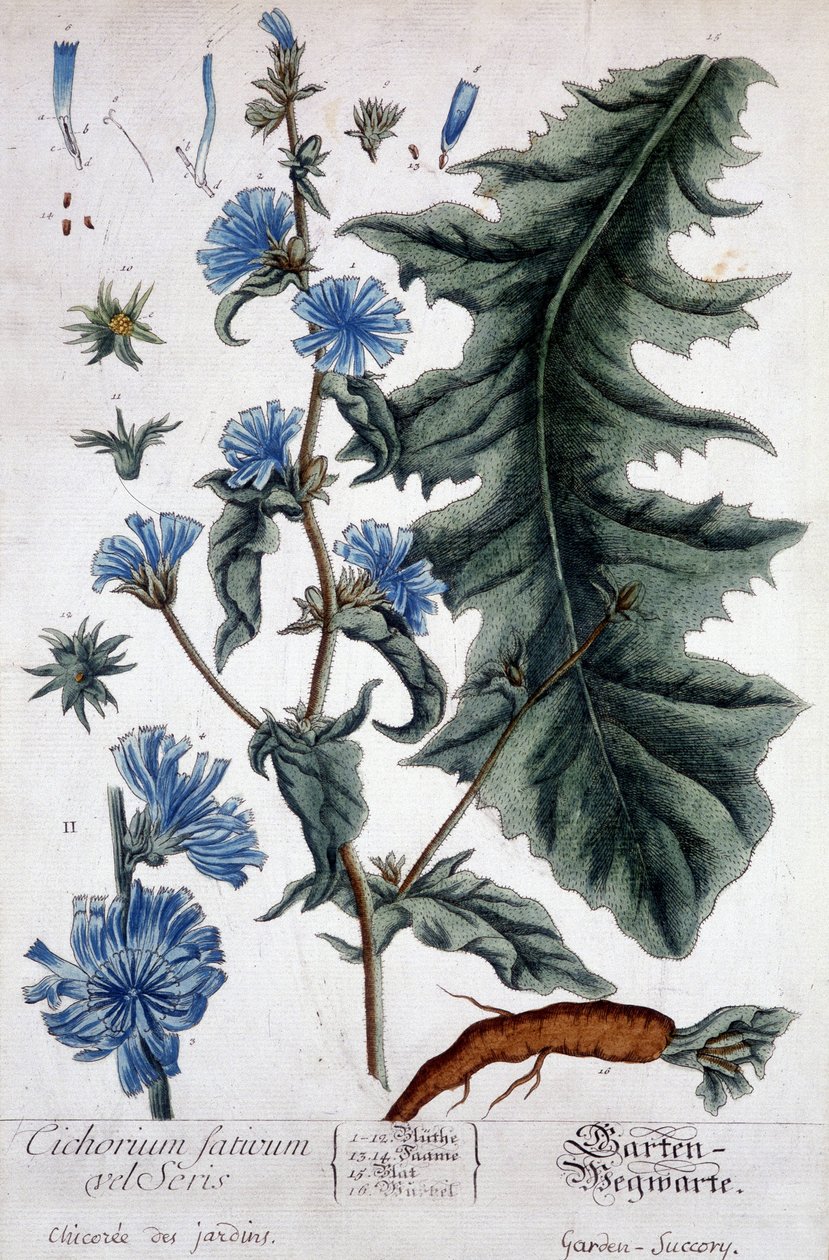 اللوح النباتي: cichorium Factivum velseris (تشيكوري الحدائق). بواسطة فنان غير معروف