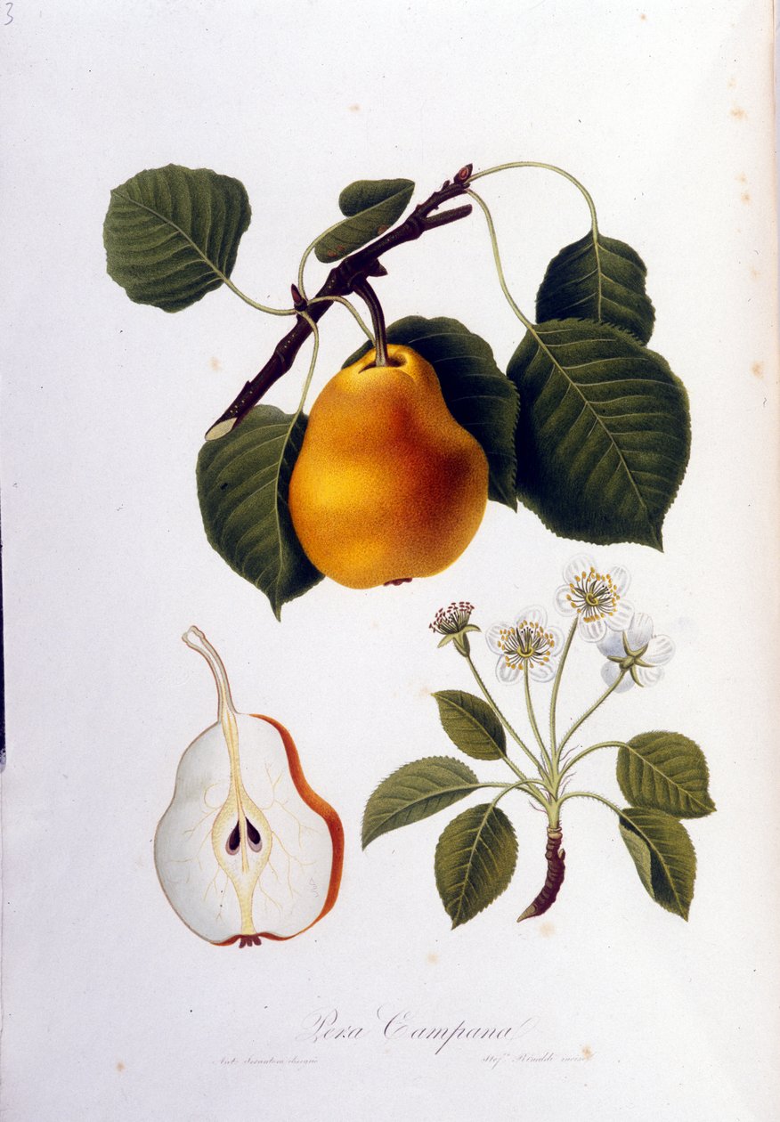 لوحة نباتية تمثل pera campana. 1820 - 1822. بواسطة فنان غير معروف