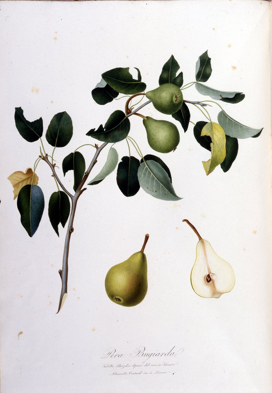 لوحة نباتية تمثل pera campana. 1820 - 1822. بواسطة فنان غير معروف