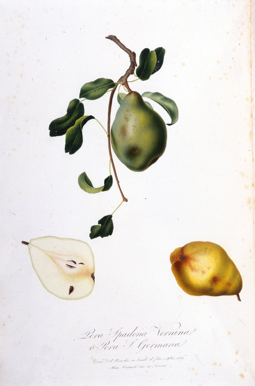 لوحة نباتية تمثل بيرا سبادونا. 1820 - 1822. بواسطة فنان غير معروف