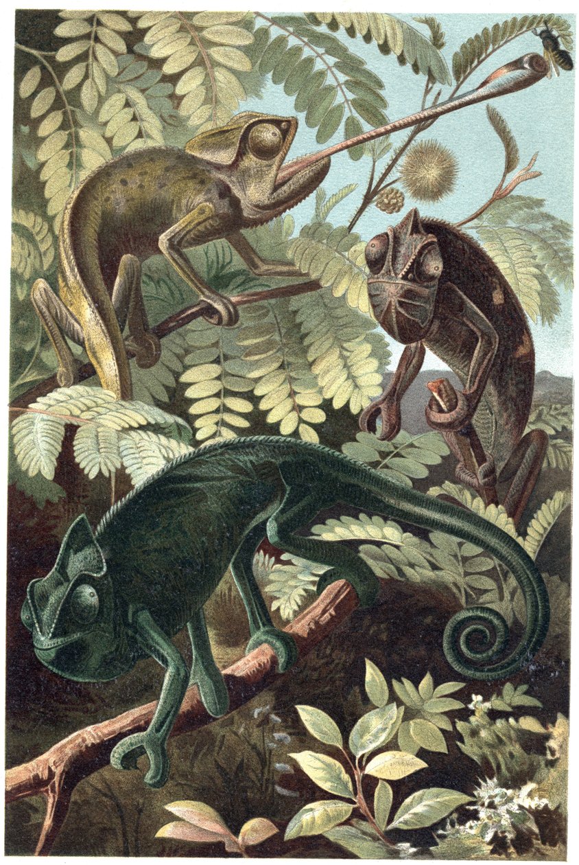 Cameleon - الحرباء أو الحرباء (عائلة Chamaeleonidae) - نقش من "" Brehm's Life of Animals "للفريد إدموند بريهم (1829-1884) بواسطة فنان غير معروف