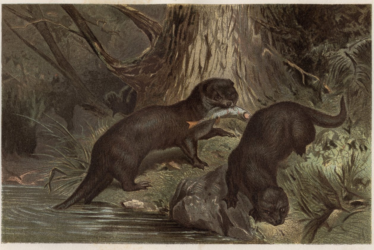 قضاعة تشيلي - قضاعة النهر الجنوبي ، Lontra provocax - نقش من "" Brehm's Life of Animals "" لألفريد إدموند بريهم (1829-1884) بواسطة فنان غير معروف