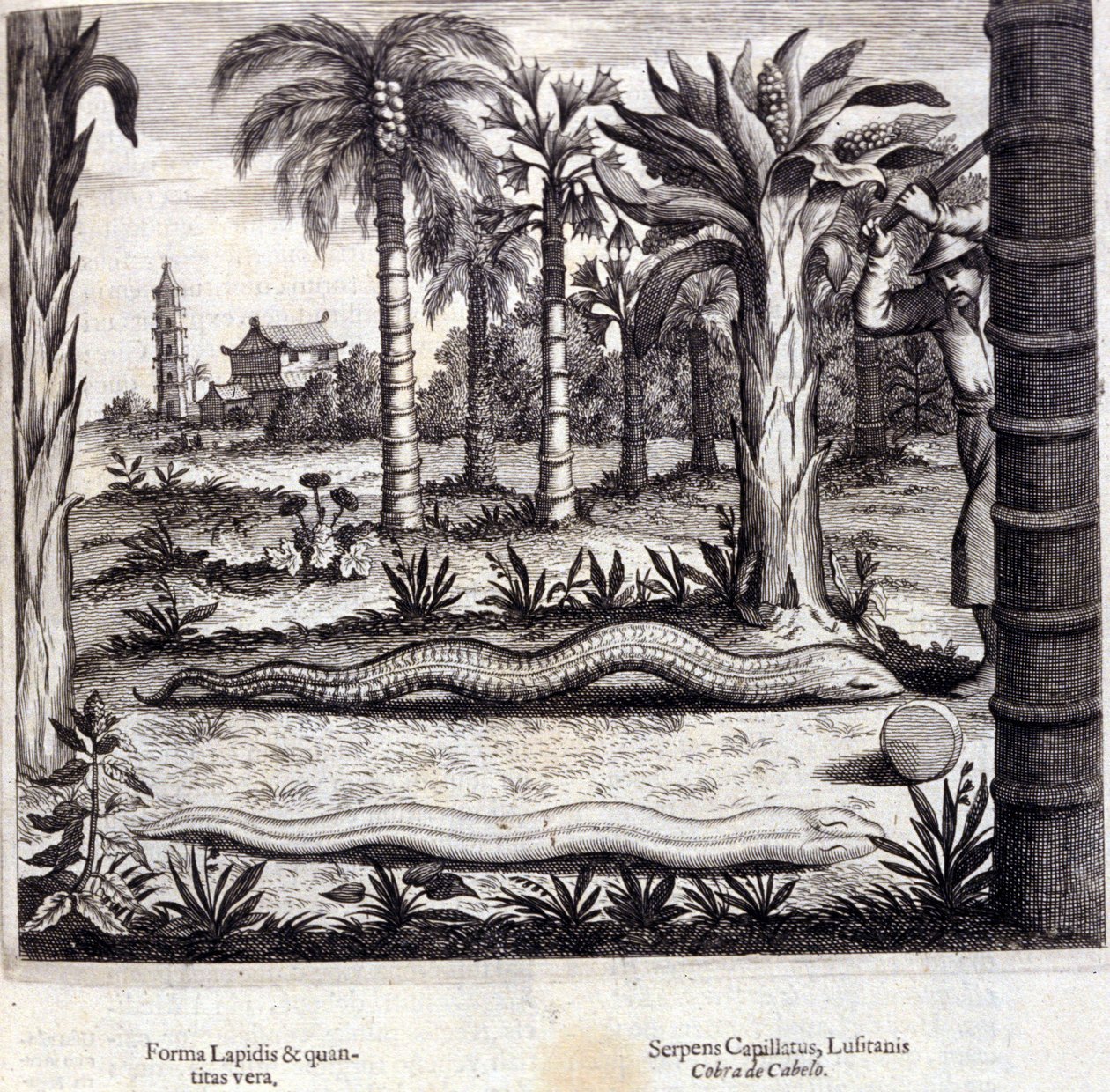 الكوبرا والأفعى السامة من الهند. "De China Monumenta" لأثناسيوس كيرشر (1601 - 1680) ، يسوعي ، مستشرق وعالم ألماني ، أمستردام 1667. بواسطة فنان غير معروف