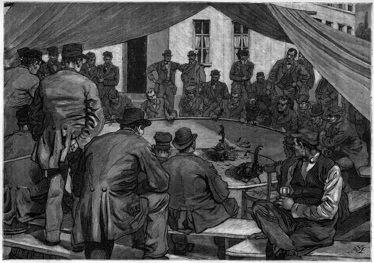 مصارعة الديوك في بلجيكا عام 1888 في "" le journal de la Jeunesse "" de 1888. بواسطة فنان غير معروف
