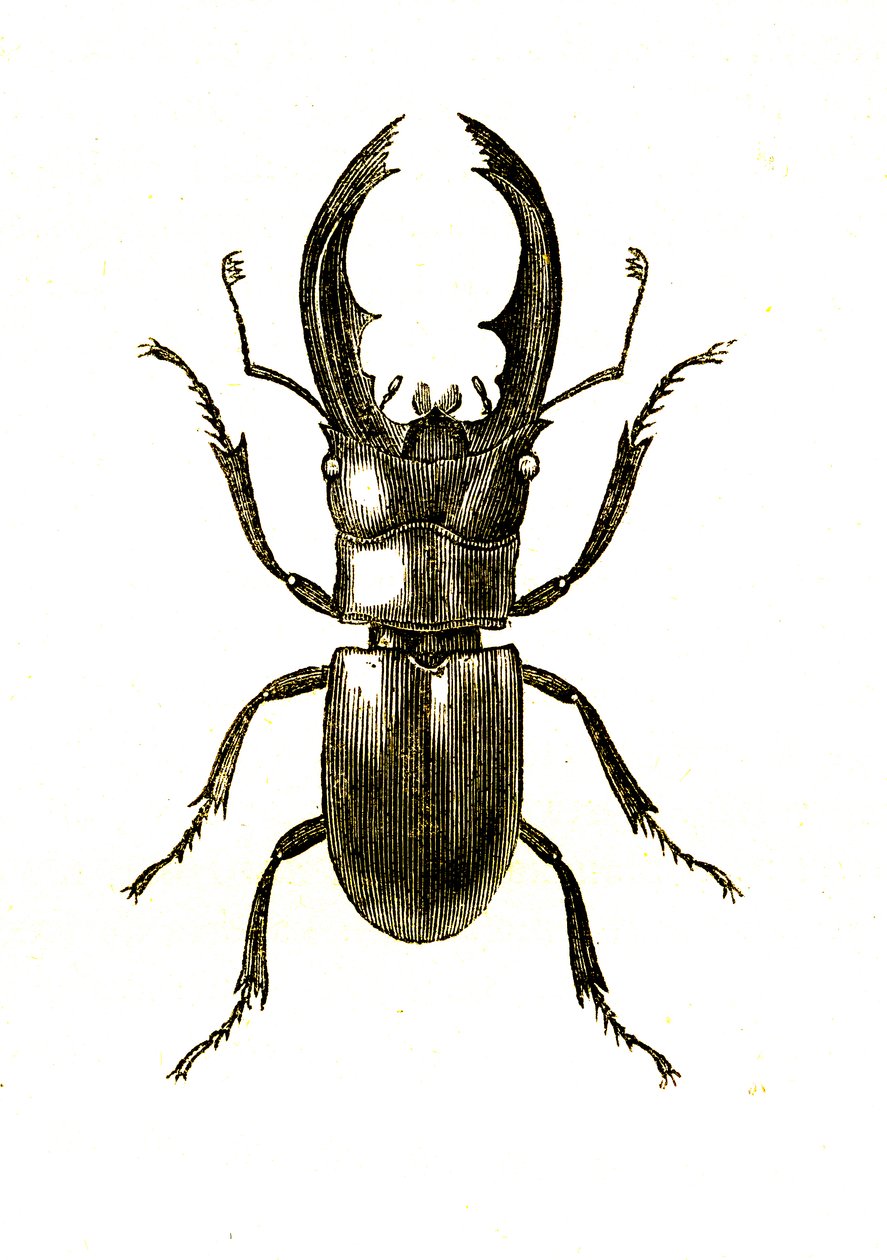 مغمدات الأجنحة: Hexarthrius Buqueti أو Lucanus بواسطة فنان غير معروف