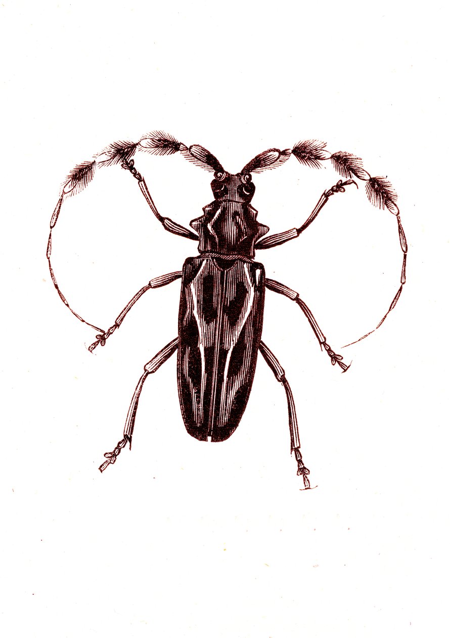 غمدية الأجنحة: Lophocerus barbatus بواسطة فنان غير معروف