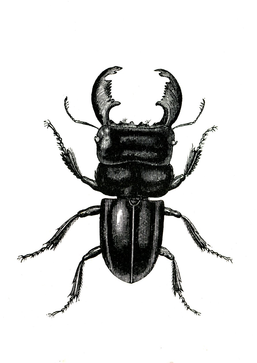 غمدية الأجنحة: Odontolarius giganteus بواسطة فنان غير معروف