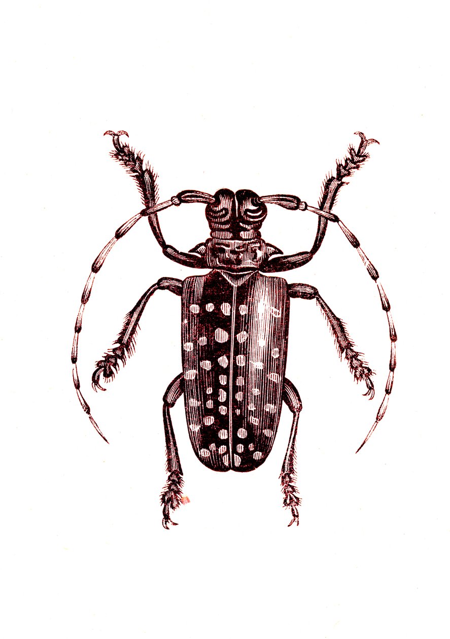 مغمدات الأجنحة: Ophoptera Tollii بواسطة فنان غير معروف