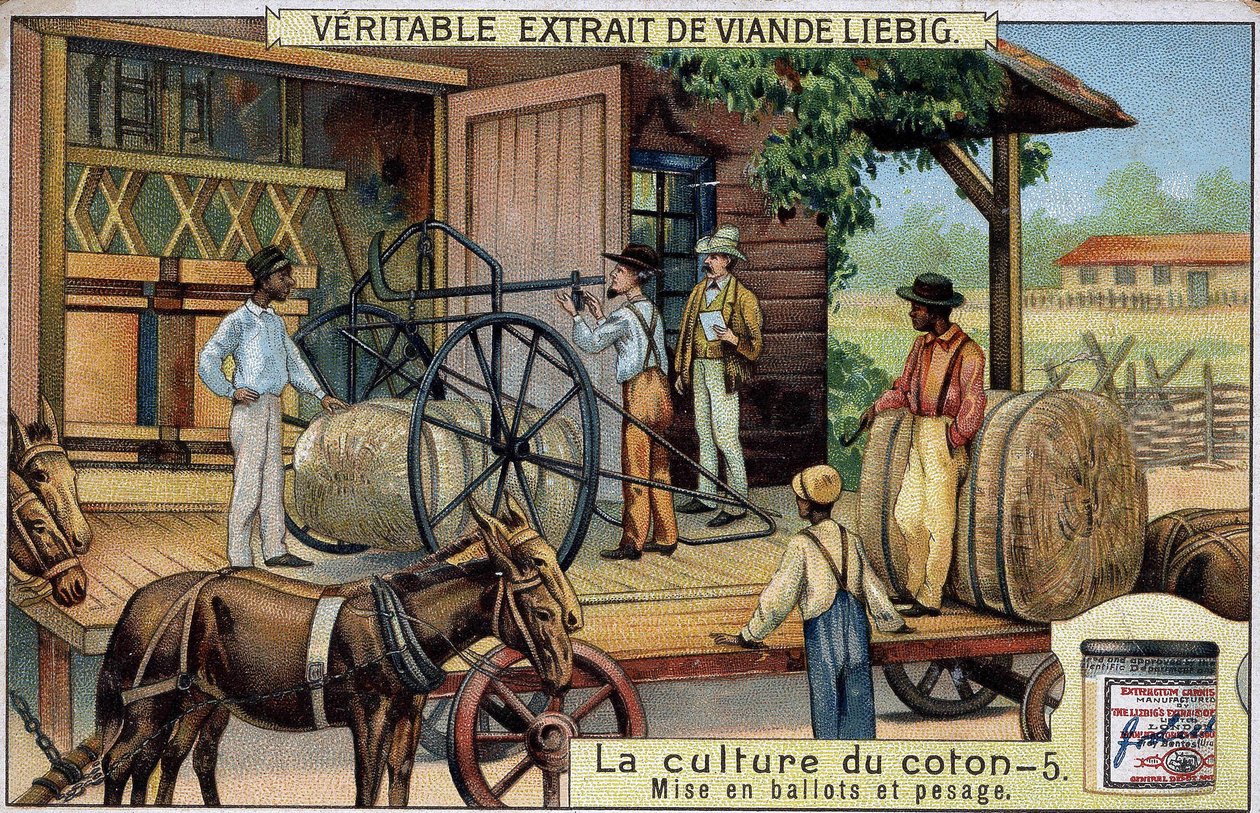 زراعة القطن: Bales and Weighing (الولايات المتحدة الأمريكية) Liebig chromolithography من القرن التاسع عشر بواسطة فنان غير معروف