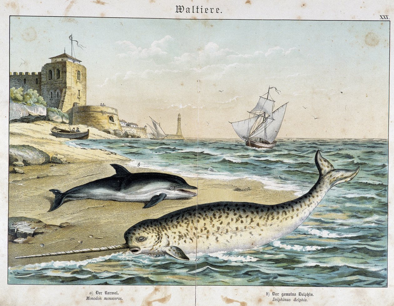 Dauphin and Narwhal (أو Narwhal) ، حيتانيات - في "" القصص الطبيعية للثدييات "" ، أد. شرايبر بواسطة فنان غير معروف