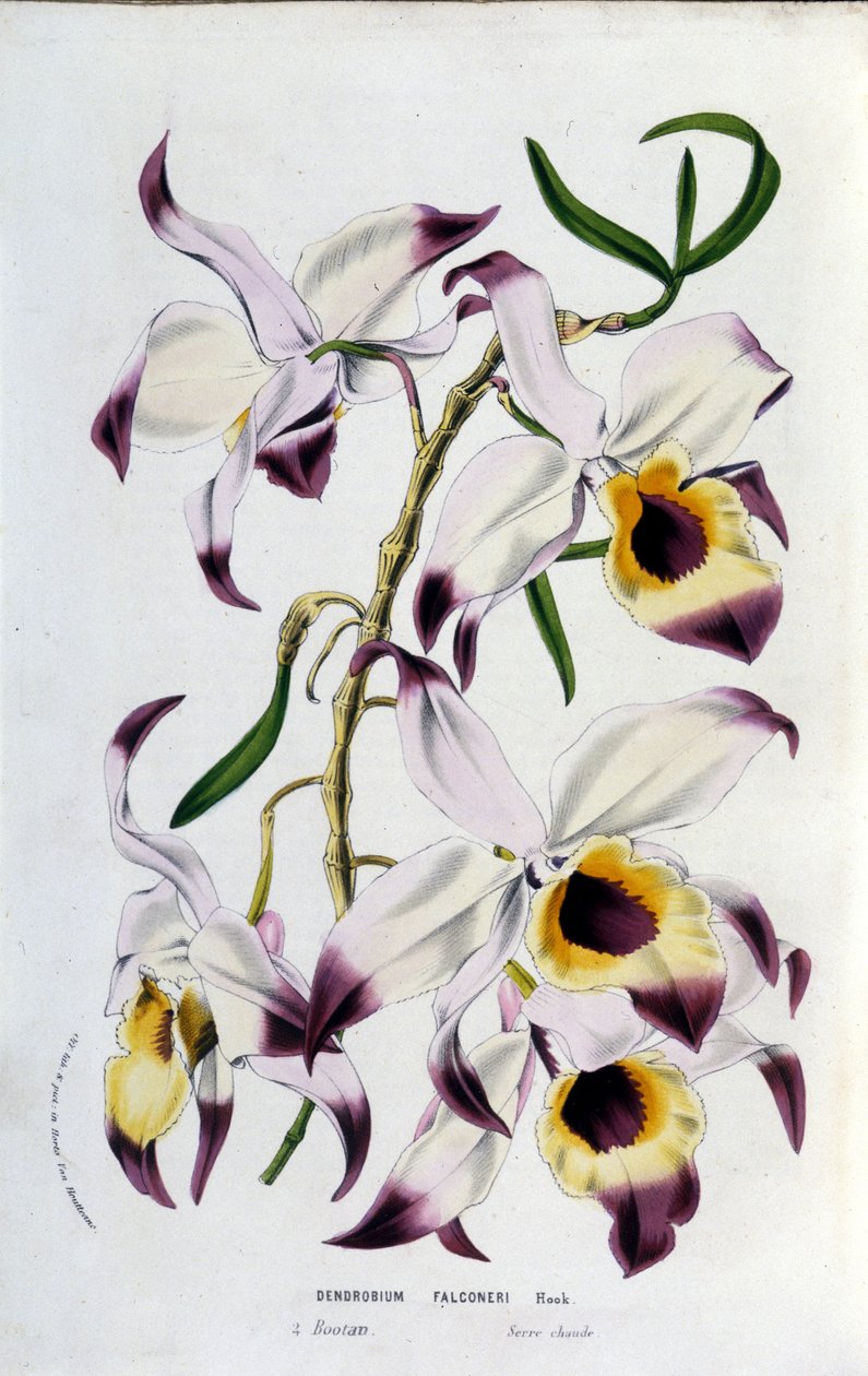 Dendrobium falconeri: عائلة بساتين الفاكهة. بواسطة فنان غير معروف
