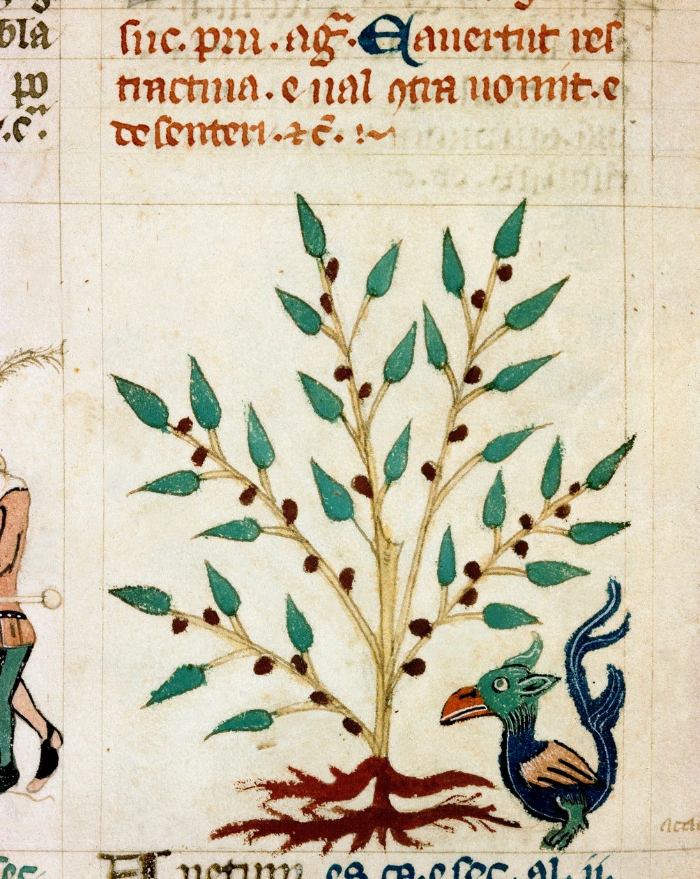 وصف لشجرة رائعة وحيوان. مصغرة مأخوذة من مخطوطة بروفنسالية من النوع ““ Dis des Philes ”(MS Palat. 586) القرن الرابع عشر Biblioteca Nazionale Florence بواسطة فنان غير معروف