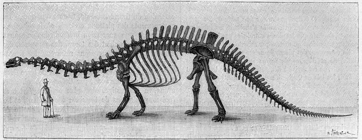 هيكل عظمي للديناصور: "" Brontosaurus excelsus "، مارس. العصر الجوراسي العلوي لجبال روكي. استنساخ الرسم الذي أرسله السيد مارش إلى ألبرت جودري من المعهد. النقش في "" La Nature: revue des sciences et de leurs applications aux بواسطة فنان غير معروف
