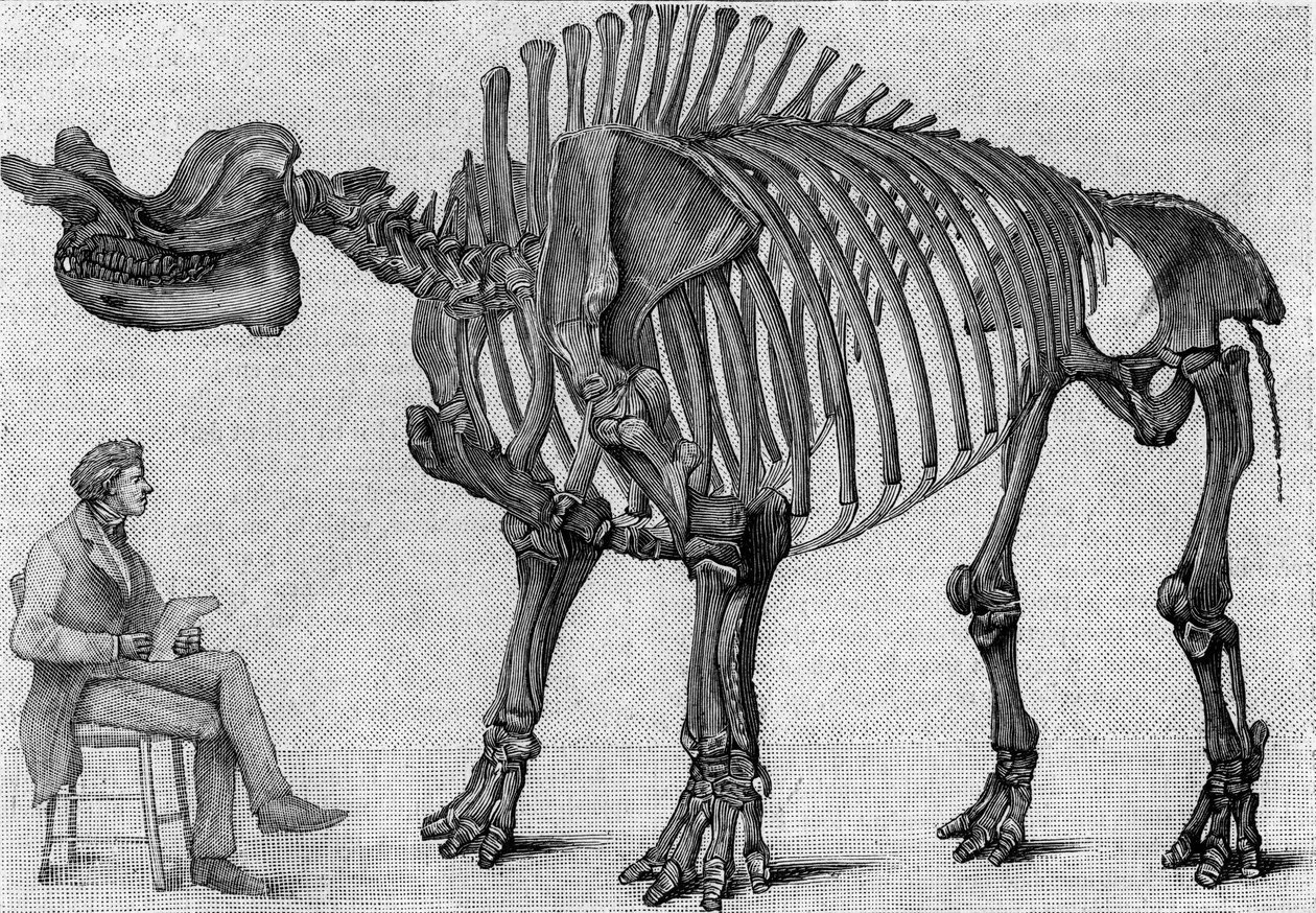 هيكل عظمي للديناصور: "" Brontops robustus "، مارس. الميوسين لجبال روكي. استنساخ الرسم الذي أرسله السيد مارش إلى ألبرت جودري من المعهد. النقش في "" La Nature: revue des sciences et de leurs applications aux arts et a بواسطة فنان غير معروف