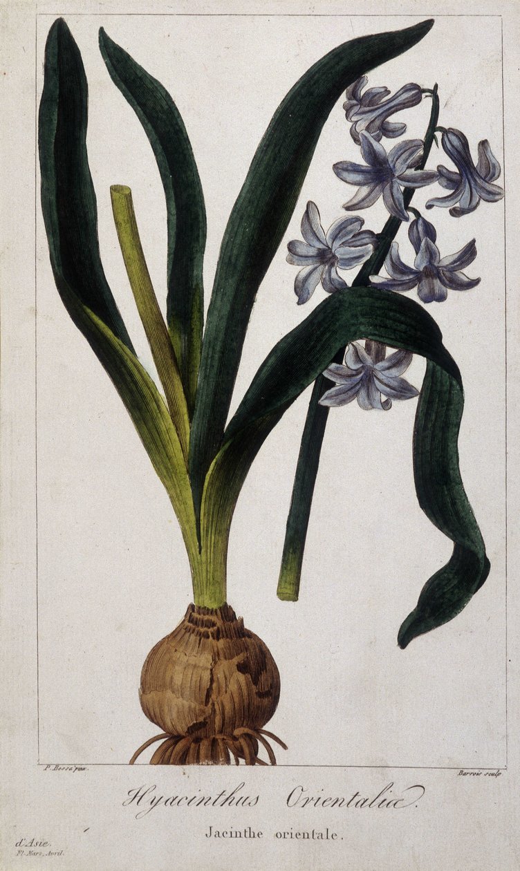 صفير شرقي (Hyacinthus Orientalia) لوح نباتي للنباتات الآسيوية من القرن التاسع عشر. بواسطة فنان غير معروف