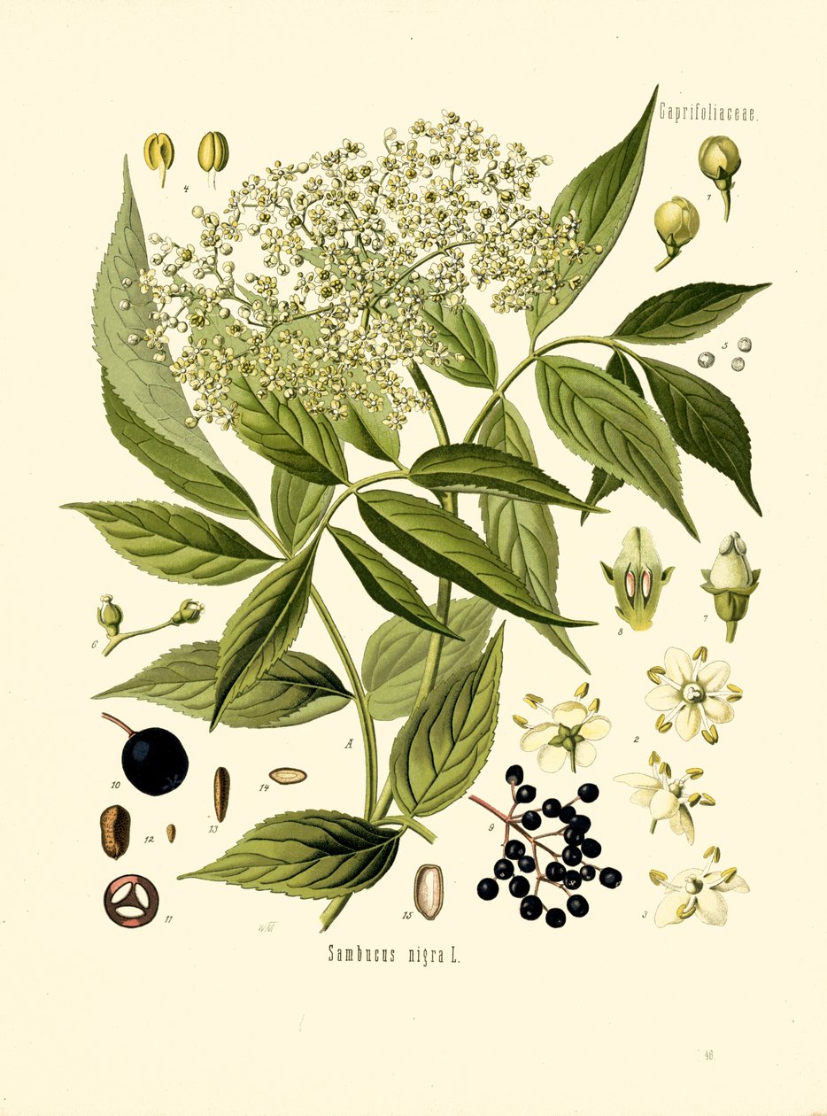 Elder Bore Tree (لون litho) بواسطة فنان غير معروف