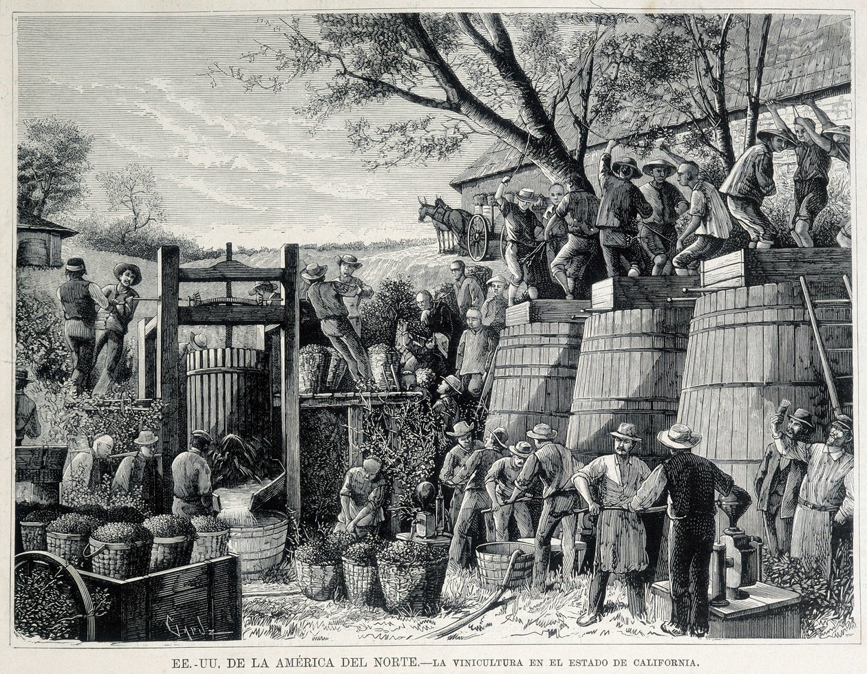 نقش من عام 1876 يمثل زراعة الكروم في كاليفورنيا في القرن التاسع عشر. بواسطة فنان غير معروف