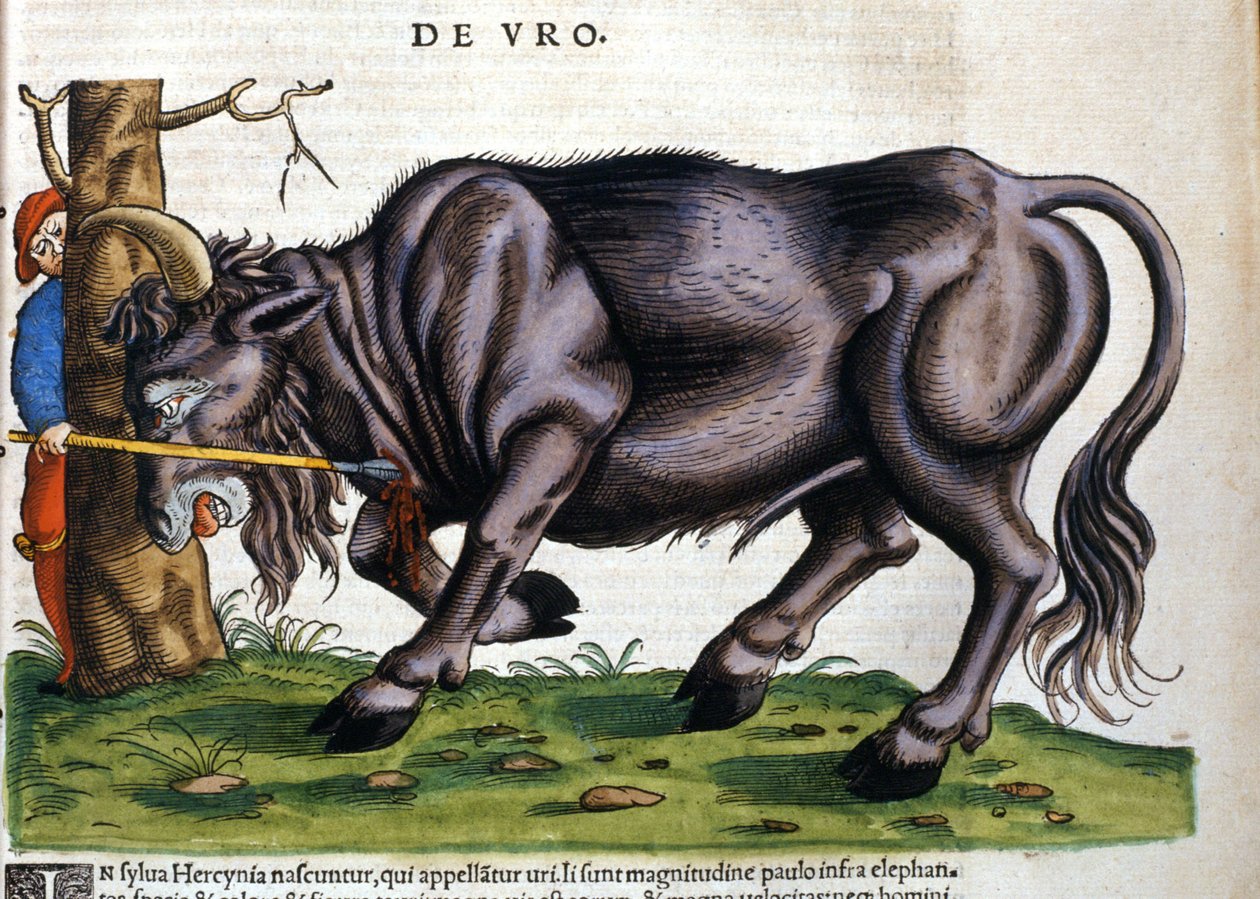 البيسون الأوروبي (Bos primigenius primigenius) الذي توفي سلالته في القرن السابع عشر في "Historia Animalium" بقلم كونراد جيسنر بواسطة فنان غير معروف