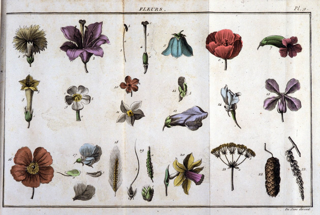 الزهور: في "" Flora Françoise ، أو وصف موجز لجميع النباتات التي تنمو بشكل طبيعي في فرنسا ، مرتبة وفقًا لطريقة تحليل جديدة نرفق بها اقتباس أقل مزاياها التباسًا في الطب وفائدتها في بواسطة فنان غير معروف