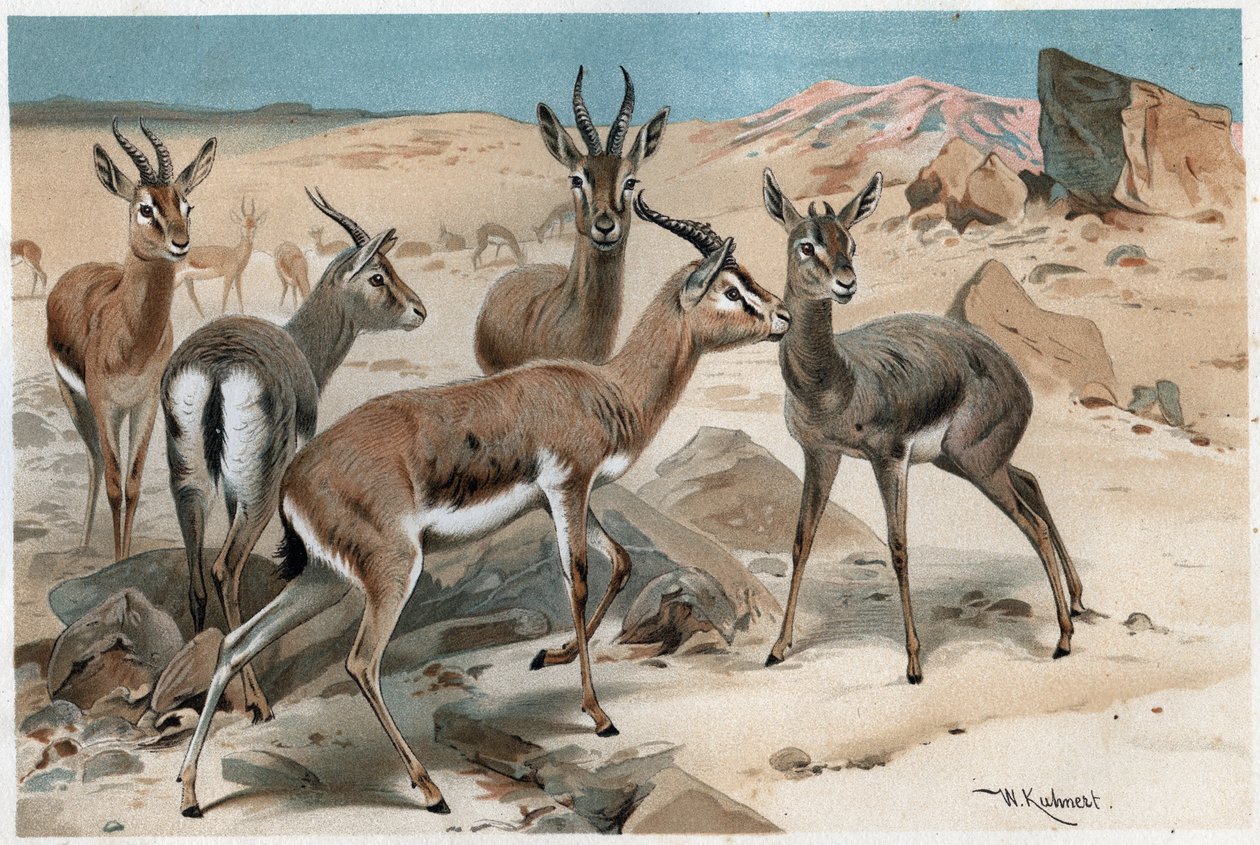 الغزال - نقش من "" حياة الحيوانات لبريم "" لألفريد إدموند بريهم (1829-1884) بواسطة فنان غير معروف