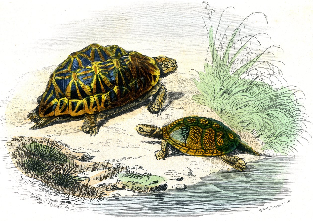 السلحفاة الهندسية (Testudo Geometrica) والسلحفاة الصفراء بواسطة فنان غير معروف