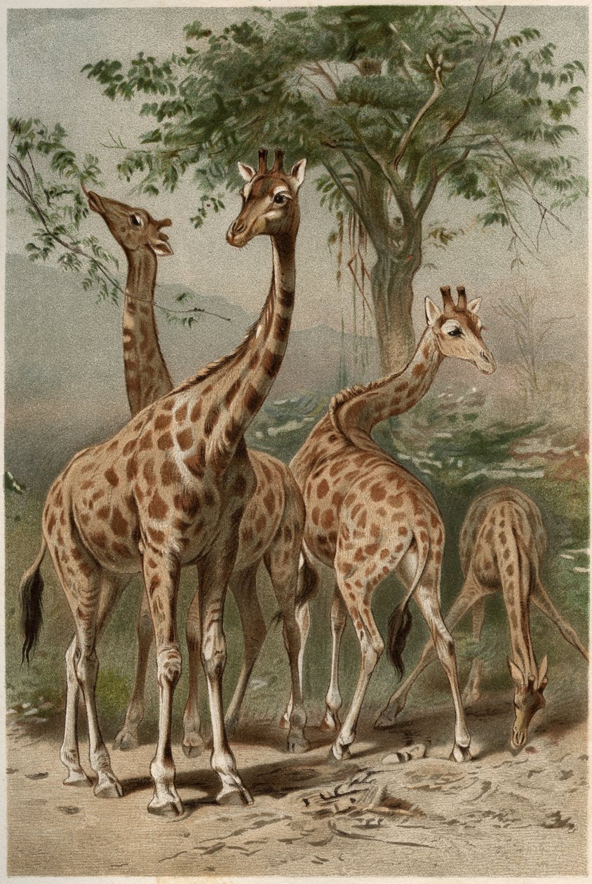 الزرافة - الزرافة (Giraffa camelopardalis) - نقش من "" Brehm's Life of Animals "للفريد إدموند بريهم (1829-1884) بواسطة فنان غير معروف