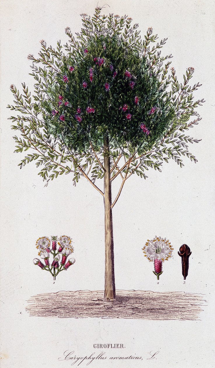 جيروفوس (Caryophyllus aromaticus) بواسطة فنان غير معروف