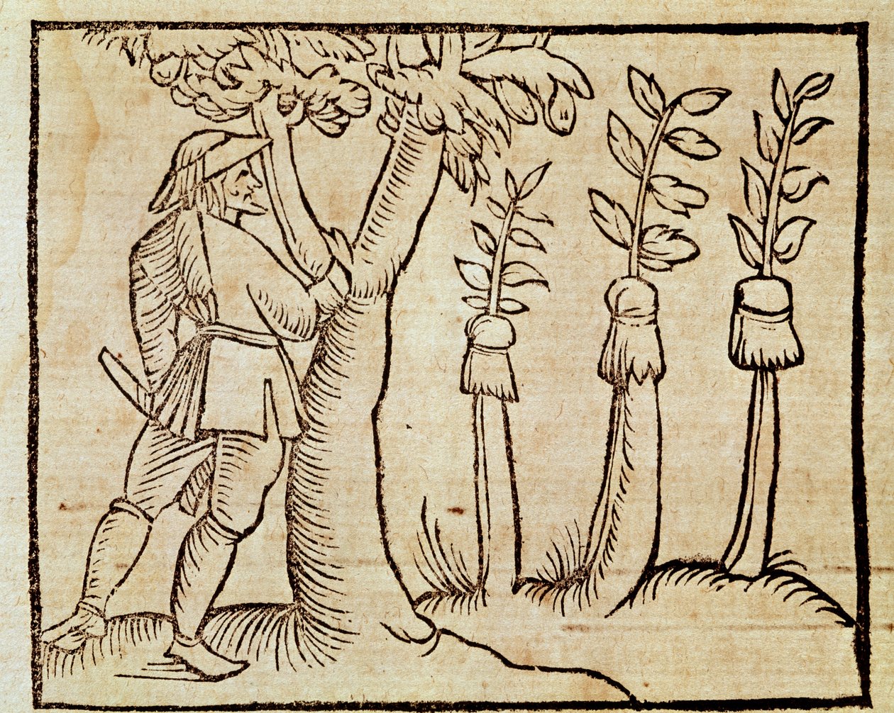 تطعيم الأشجار ، رسم توضيحي من De Agricoltura Vulgare ، بقلم Pier Crescenzio (1233-1320) ، طبعة نُشرت في البندقية بواسطة فنان غير معروف