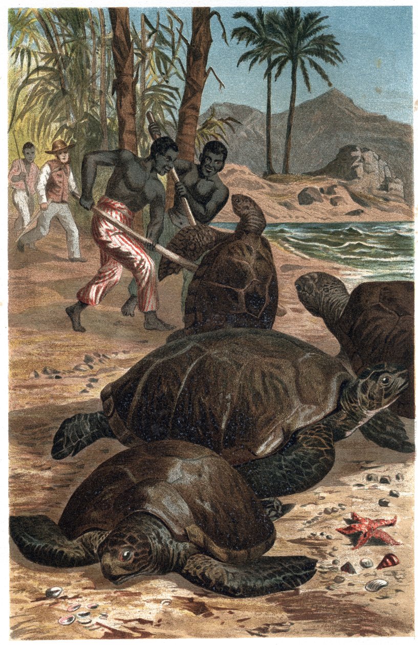 السلحفاة الخضراء أو السلحفاة الأطلسية - سلحفاة البحر الخضراء (Chelonia mydas) - نقش من "" Brehm's Life of Animals "" لألفريد إدموند بريهم (1829-1884) بواسطة فنان غير معروف