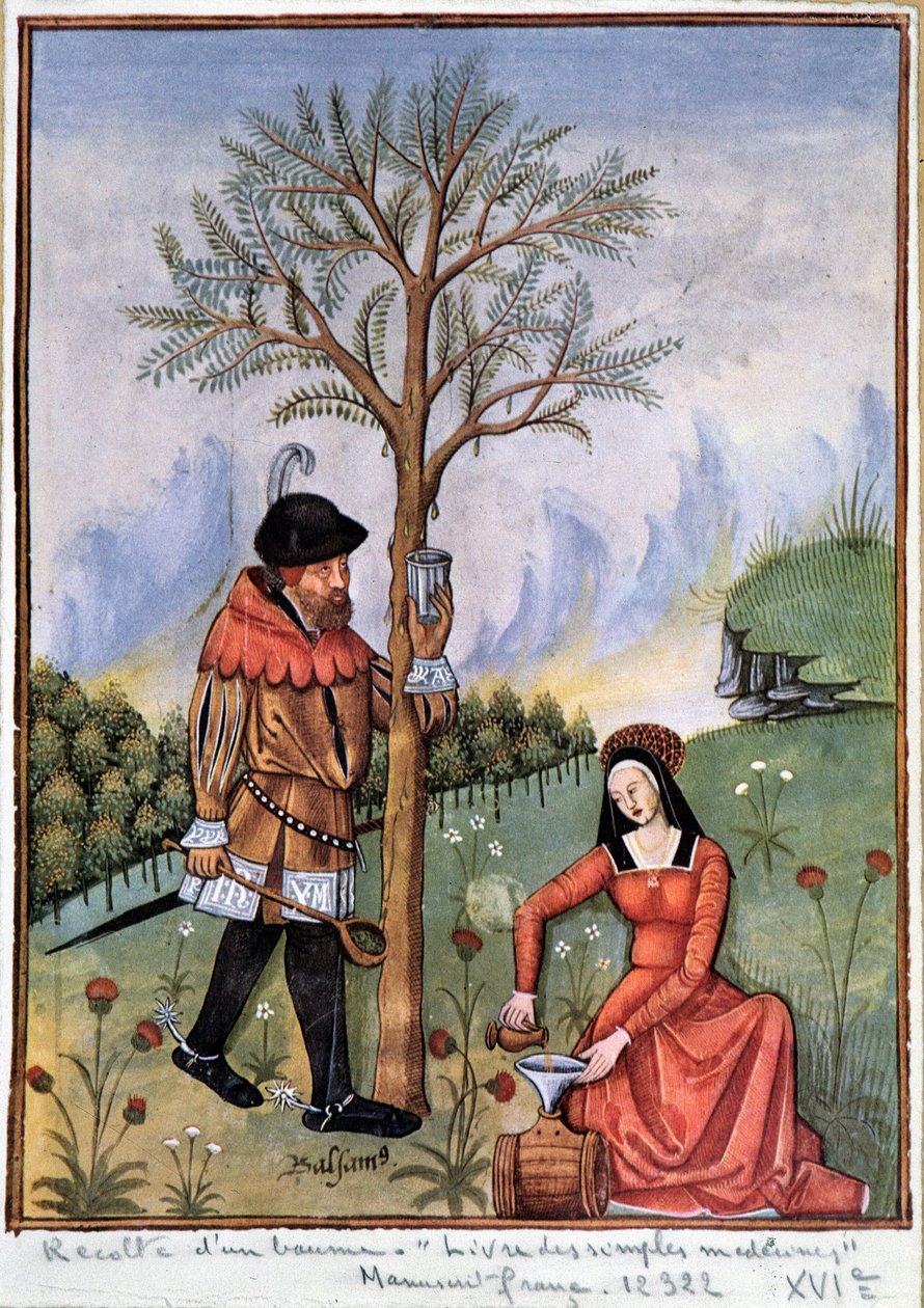 حصاد البلسم - كتاب الأدوية البسيطة بواسطة فنان غير معروف