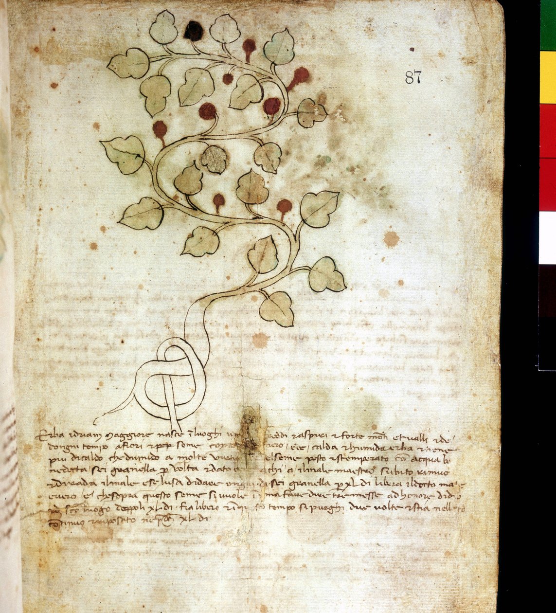 عشبة "" Idriam Maggiore "" "أو العشب" "على شكل عقدة بسيطة" ". لوحة نباتية ، مكتبة ريميني العالمية بواسطة فنان غير معروف
